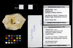 Foto (Objekt + Etiketten) von Longodromites angustus (Reuss 1858) 